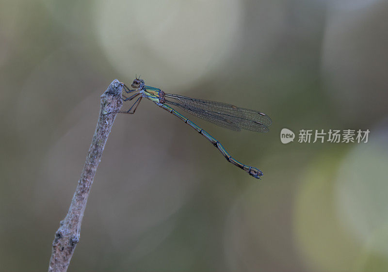 柳翡翠豆娘(Chalcolestes viridis)在树枝上休息，展开翅膀